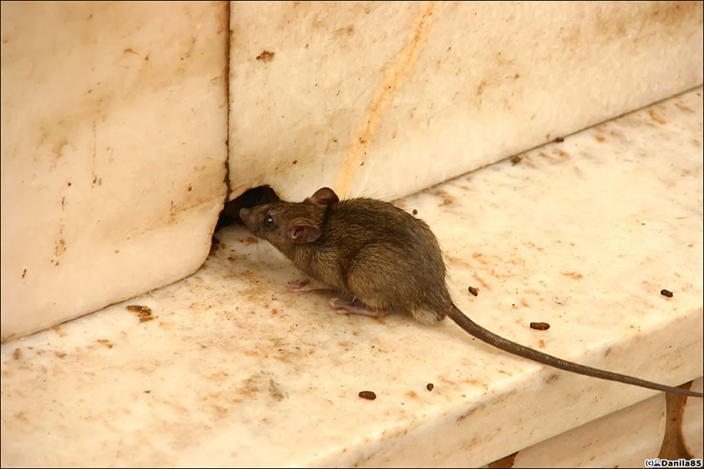 Видео где бегает мышка. Крысиный храм Карни мата. Норка мыши полевки. Мышиная норка.