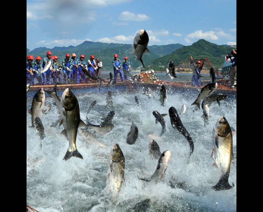 Carp jumping wildly, fishing in China near where Atlantis was rediscovered