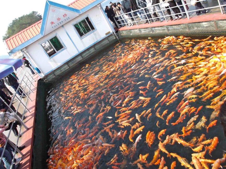 Massive amount of fish on Yule Bridge on 1 of the Thousand Lakes Islands (Qiandao Lake)
